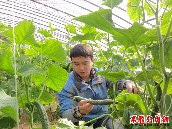 大学生村官姬建辉:建起大棚搭起致富桥