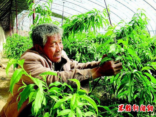 柳家洼村大棚种植成产业