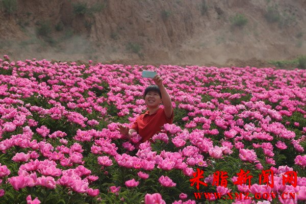 米脂李均沟村:芍药花开醉游人