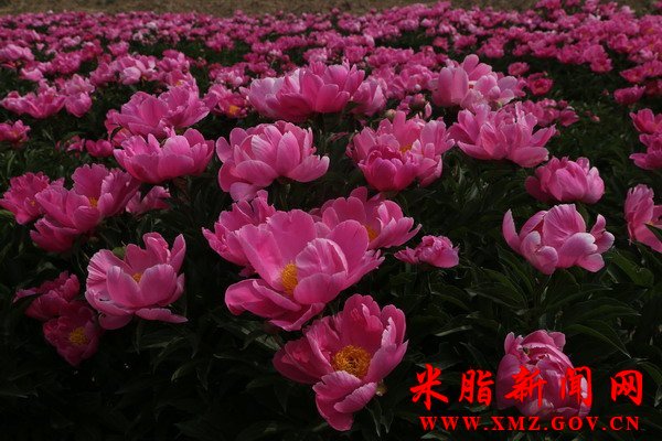 米脂50亩芍药花开迎客来
